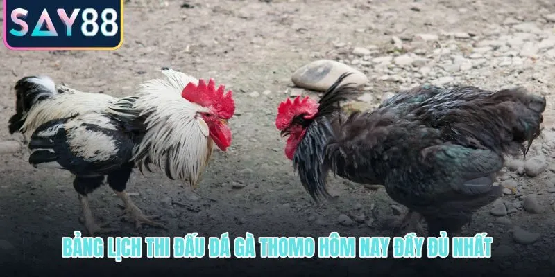 Lịch đá gà Thomo hôm nay đủ bồ đấu và khung giờ cập nhật