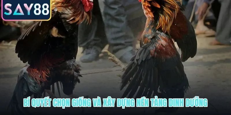 Kinh nghiệm nuôi gà chọi từ chọn giống chuẩn đến nền dinh dưỡng vững