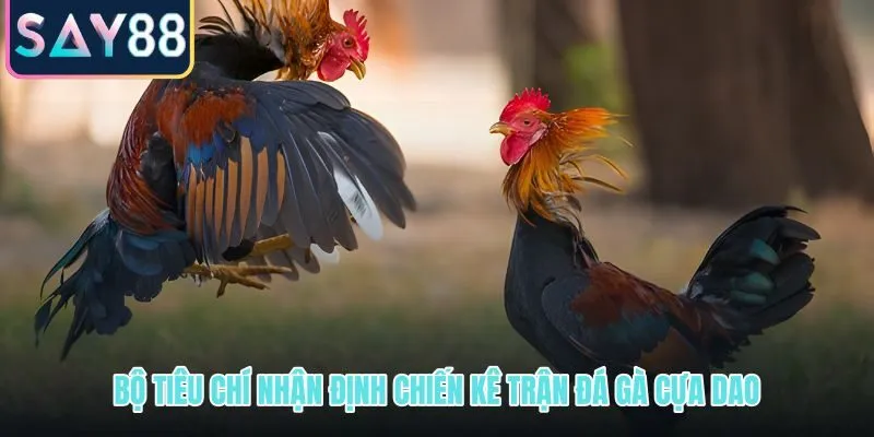 Nhận định đá gà cựa dao qua phong độ chiến kê và bản lĩnh thi đấu