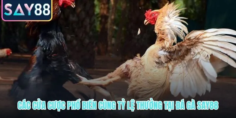 Cửa cược gà nhà, gà khách, hòa và tỷ lệ thưởng cạnh tranh