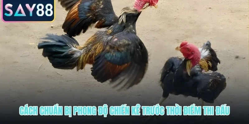 Kinh nghiệm nuôi gà chọi giữ phong độ chiến kê trước ngày thi đấu