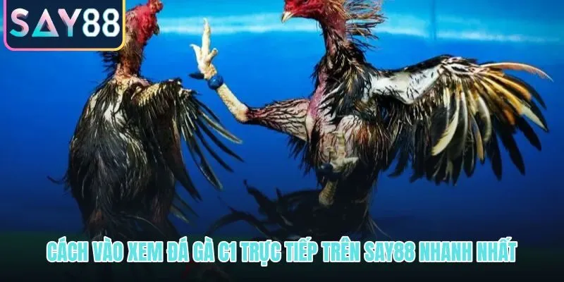 Truy cập đá gà C1 trực tiếp nhanh nhất chỉ ba bước đơn giản