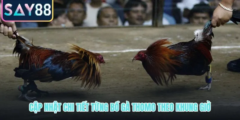 Từng bồ gà Thomo và khung giờ theo dõi sát nhất trong ngày