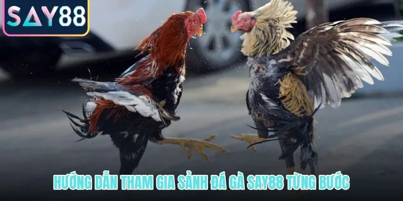 Quy trình đăng ký và đặt cược đá gà SAY88 từng bước rõ ràng