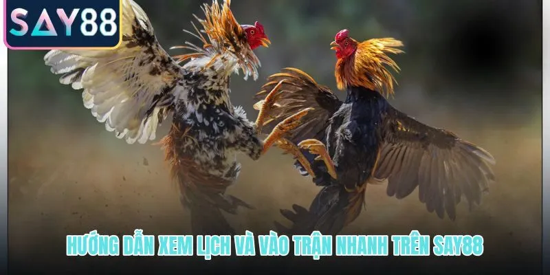 Các bước xem lịch đá gà Thomo hôm nay và vào trận đúng phiên