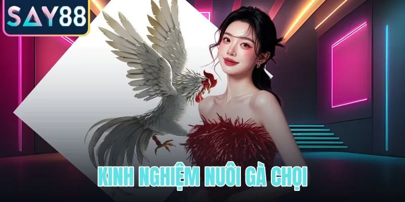 Kinh nghiệm nuôi gà chọi