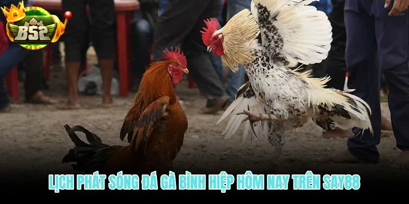 Lịch trực tiếp đá gà Bình Hiệp theo khung giờ chuẩn trong ngày