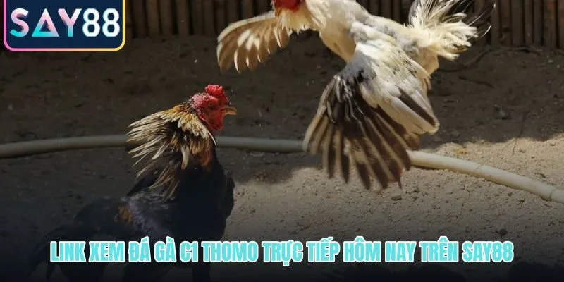 Link xem trực tiếp đá gà C1 Thomo HD ổn định dưới 5 giây