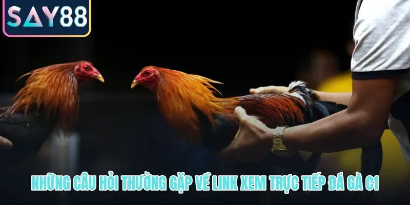 Link xem trực tiếp đá gà C1 và các thắc mắc phổ biến nhất