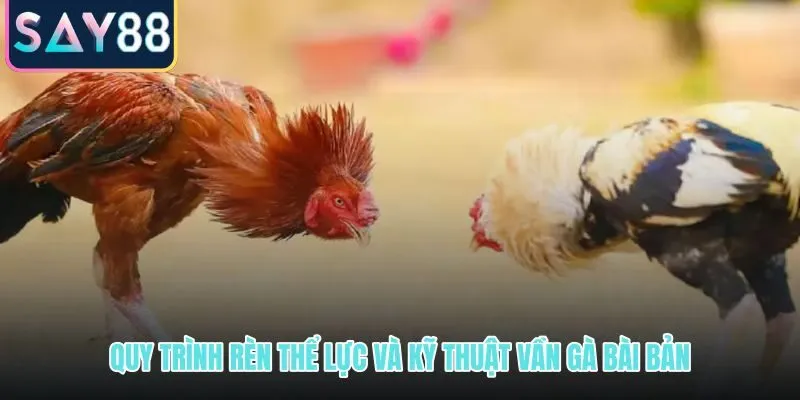 Kinh nghiệm nuôi gà chọi qua lịch rèn thể lực và kỹ thuật vần bài bản