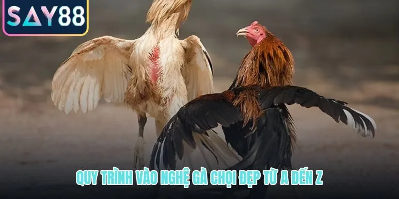 Cách vào nghệ gà chọi đẹp theo quy trình chuẩn từng bước