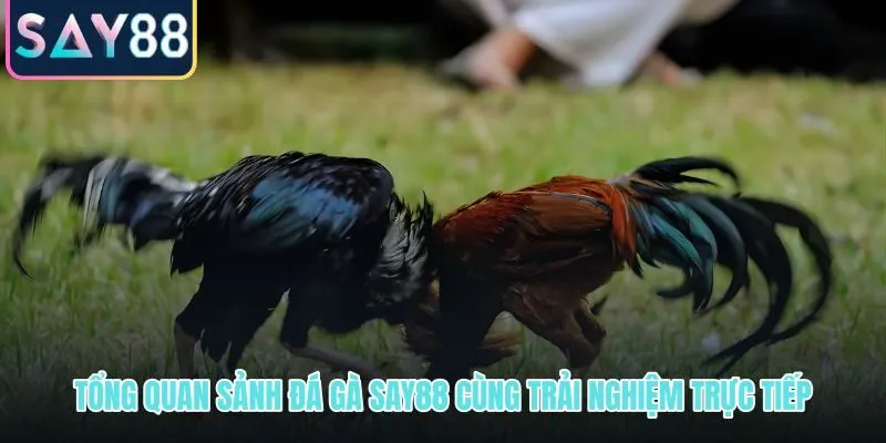 Đá gà SAY88 và nhịp trận trực tiếp đầy kịch tính