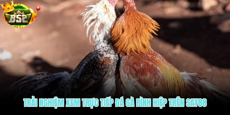 Trực tiếp đá gà Bình Hiệp với hình ảnh rõ và luồng phát ổn định